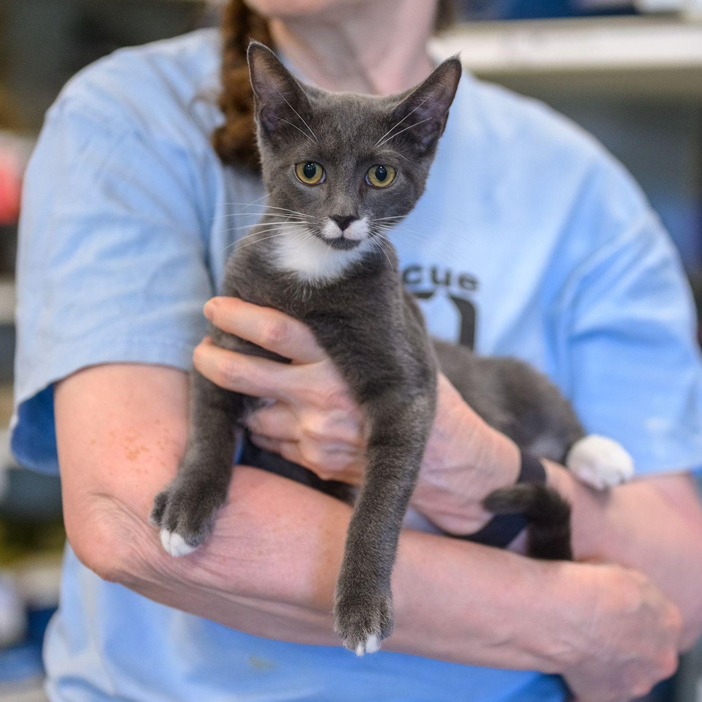 Enlarge PATCH, a Adoptable Domestic Short Hair in Hamilton, NJ image 1/5