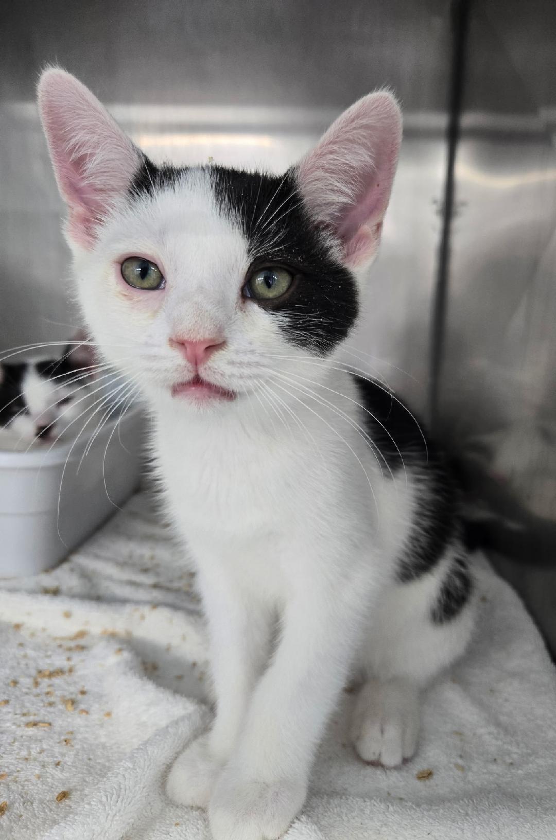 Enlarge Randy Travis, a ADOPTABLE Domestic Short Hair in Mount Vernon, OH image 1/1