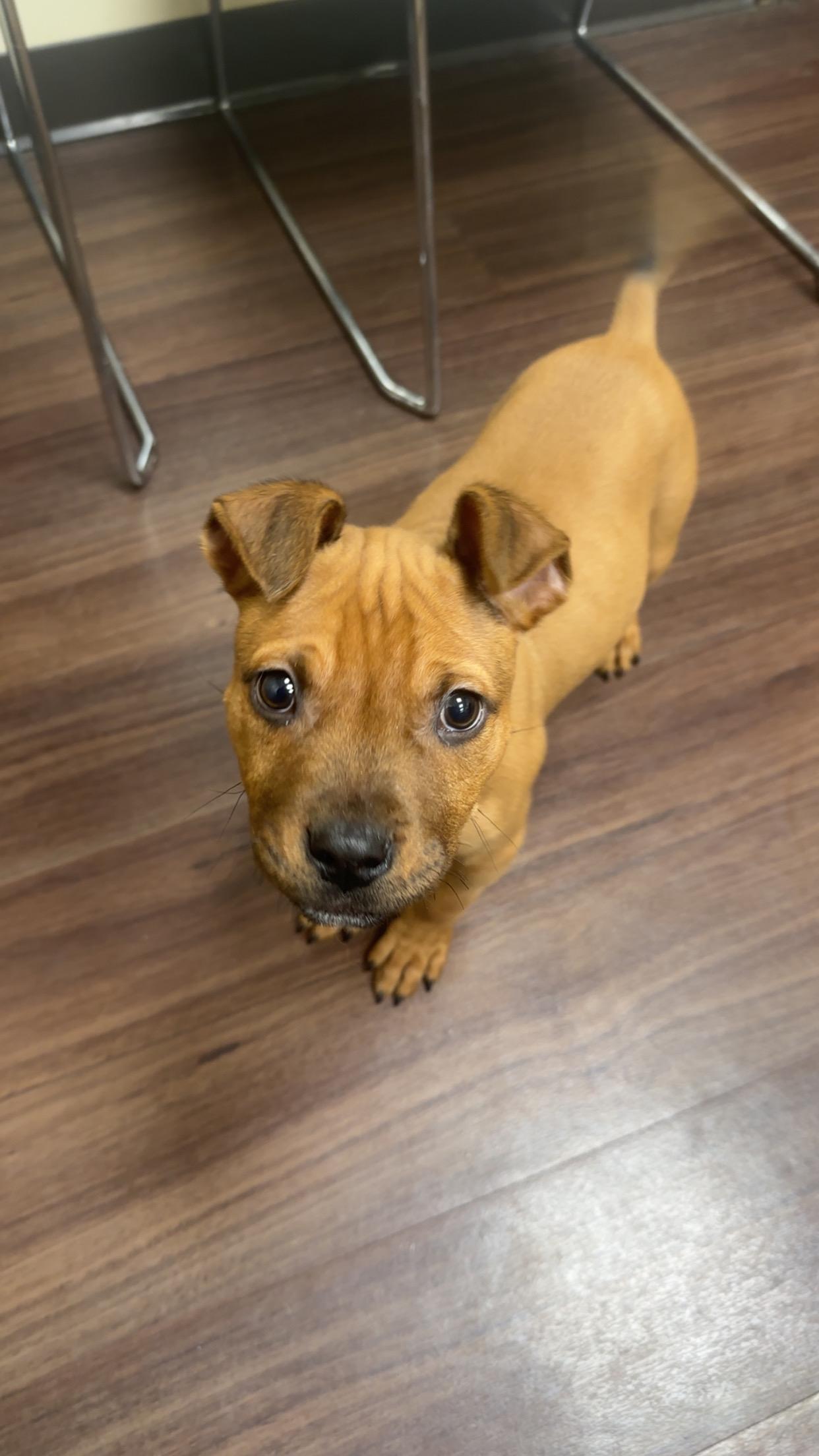Enlarge Tobias, a Adoptable mixed breed in Fishers, IN image 1/2
