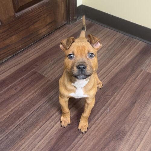 Enlarge Tobias, a Adoptable mixed breed in Fishers, IN image 2/2