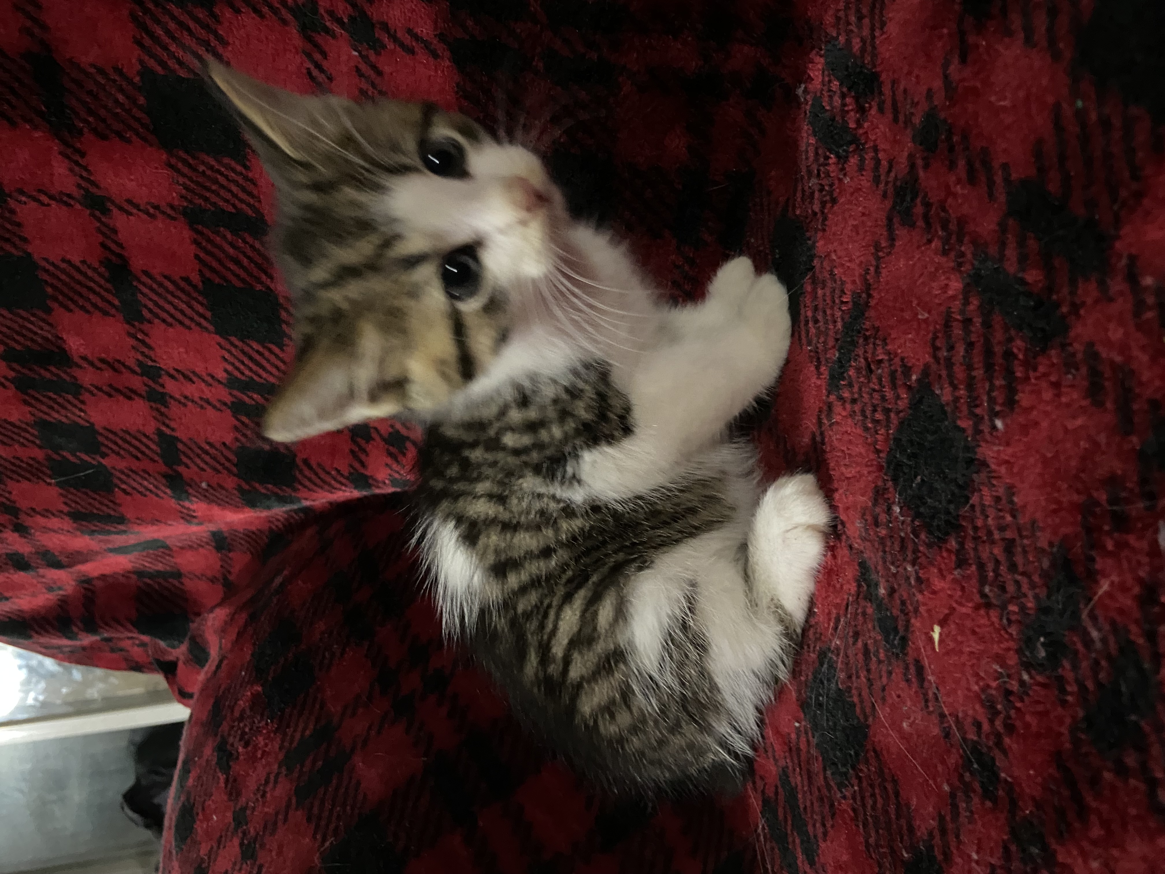 Bean