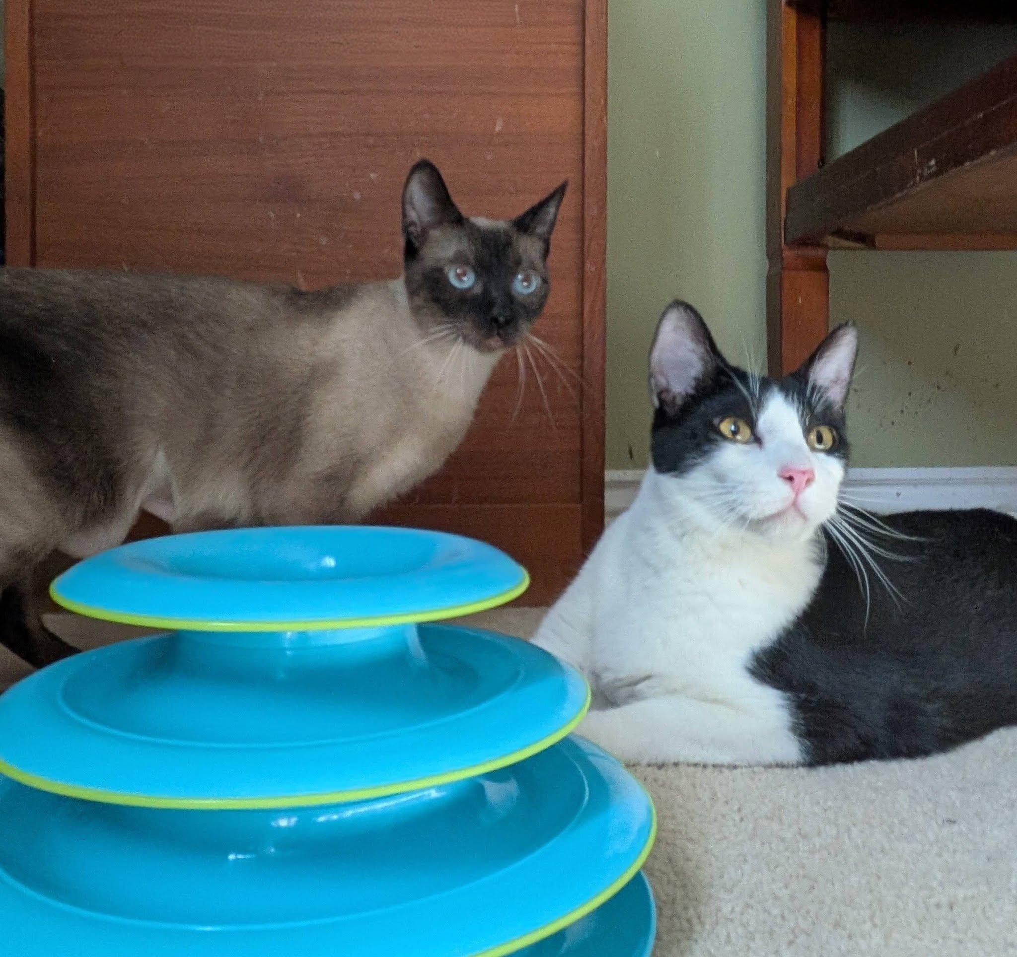 Edward (Bonded pair with Elizabeth), a ADOPTABLE Domestic Short Hair in Queen Creek, AZ image 5/5