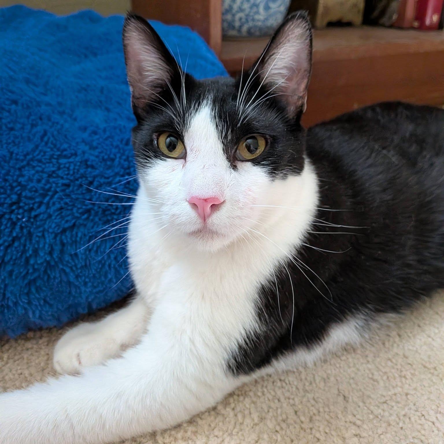 Edward (Bonded pair with Elizabeth), ADOPTABLE, Young Male Domestic Short Hair.