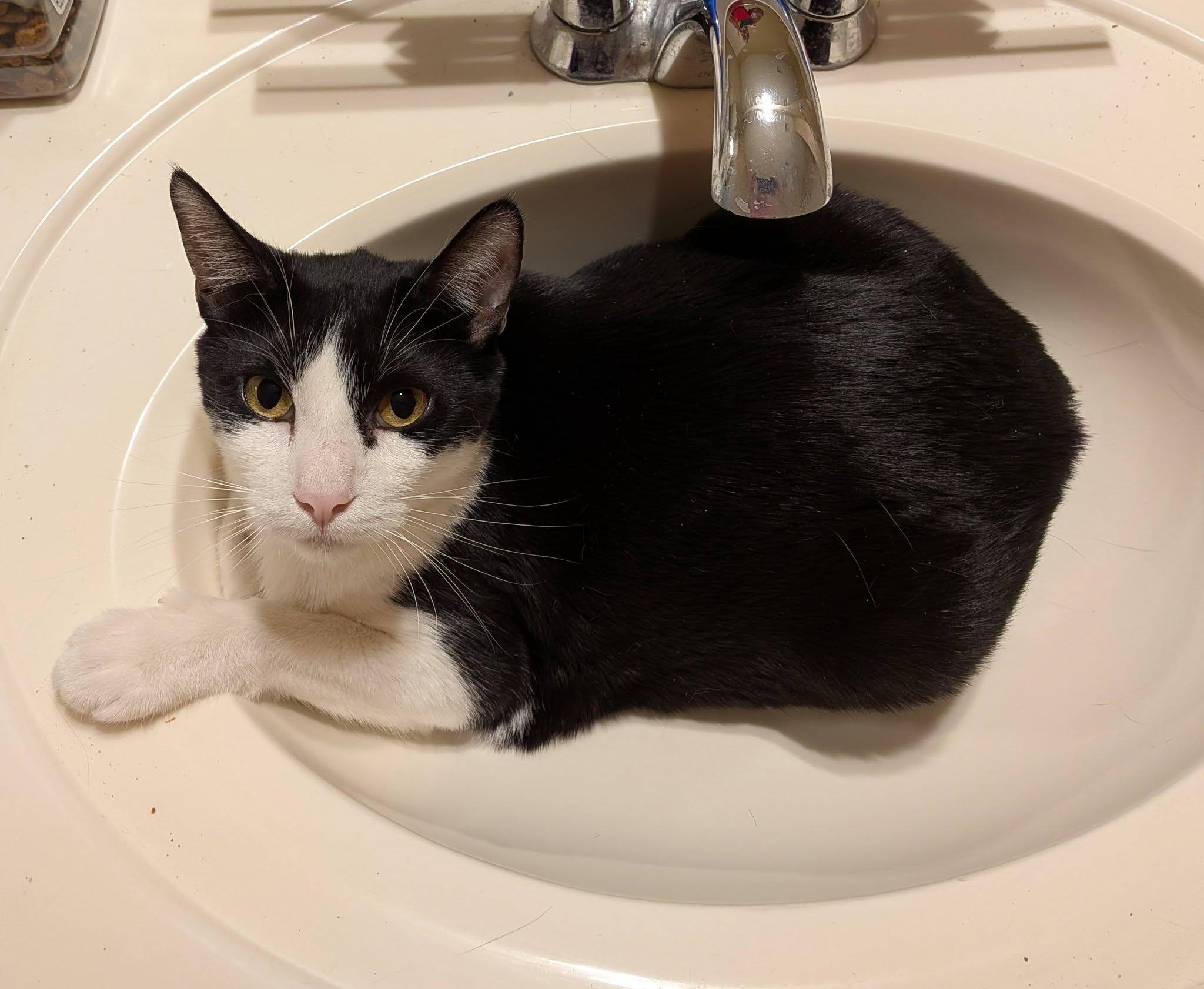 Edward (Bonded pair with Elizabeth), a ADOPTABLE Domestic Short Hair in Queen Creek, AZ image 4/5