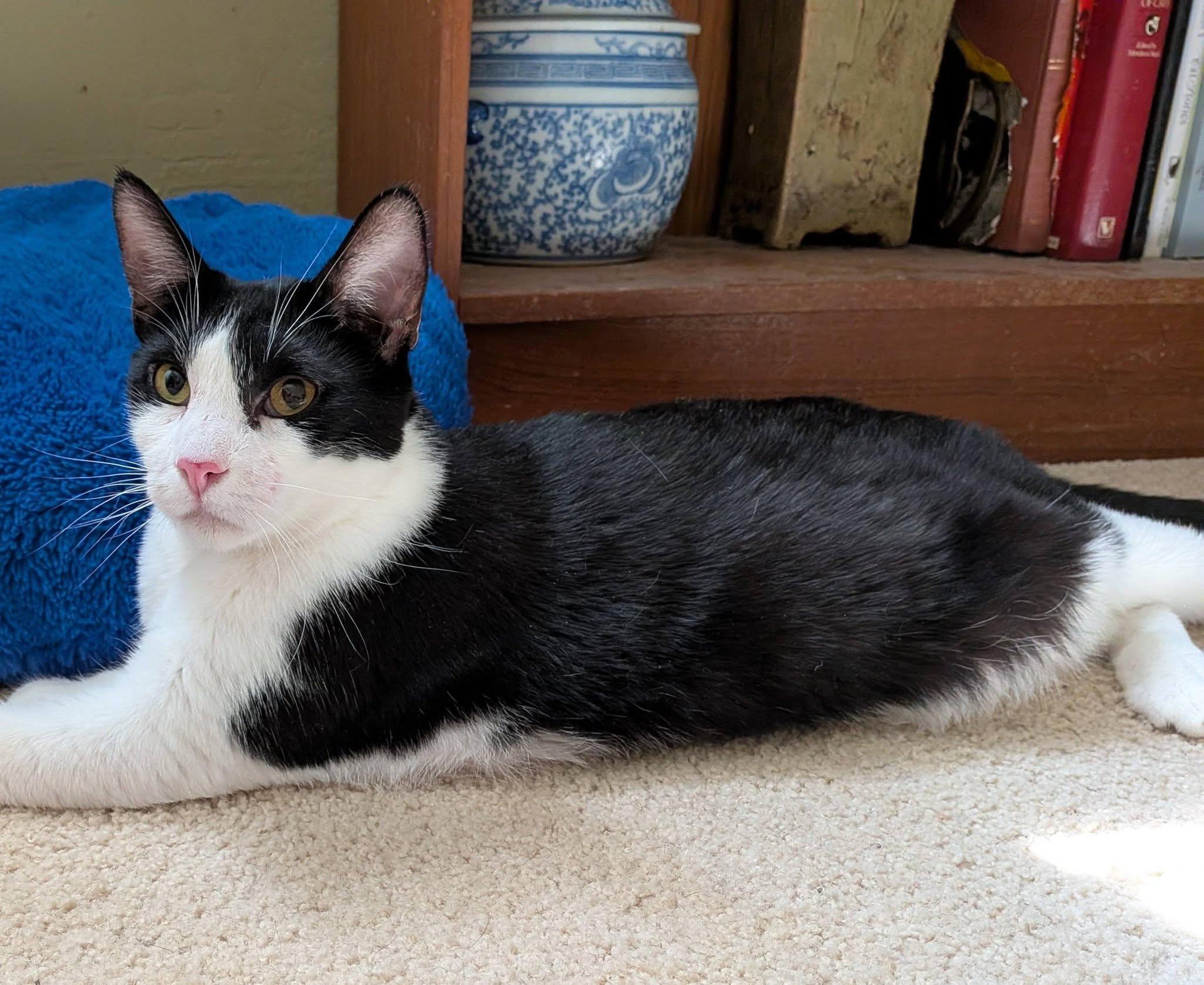 Edward (Bonded pair with Elizabeth), a ADOPTABLE Domestic Short Hair in Queen Creek, AZ image 3/5