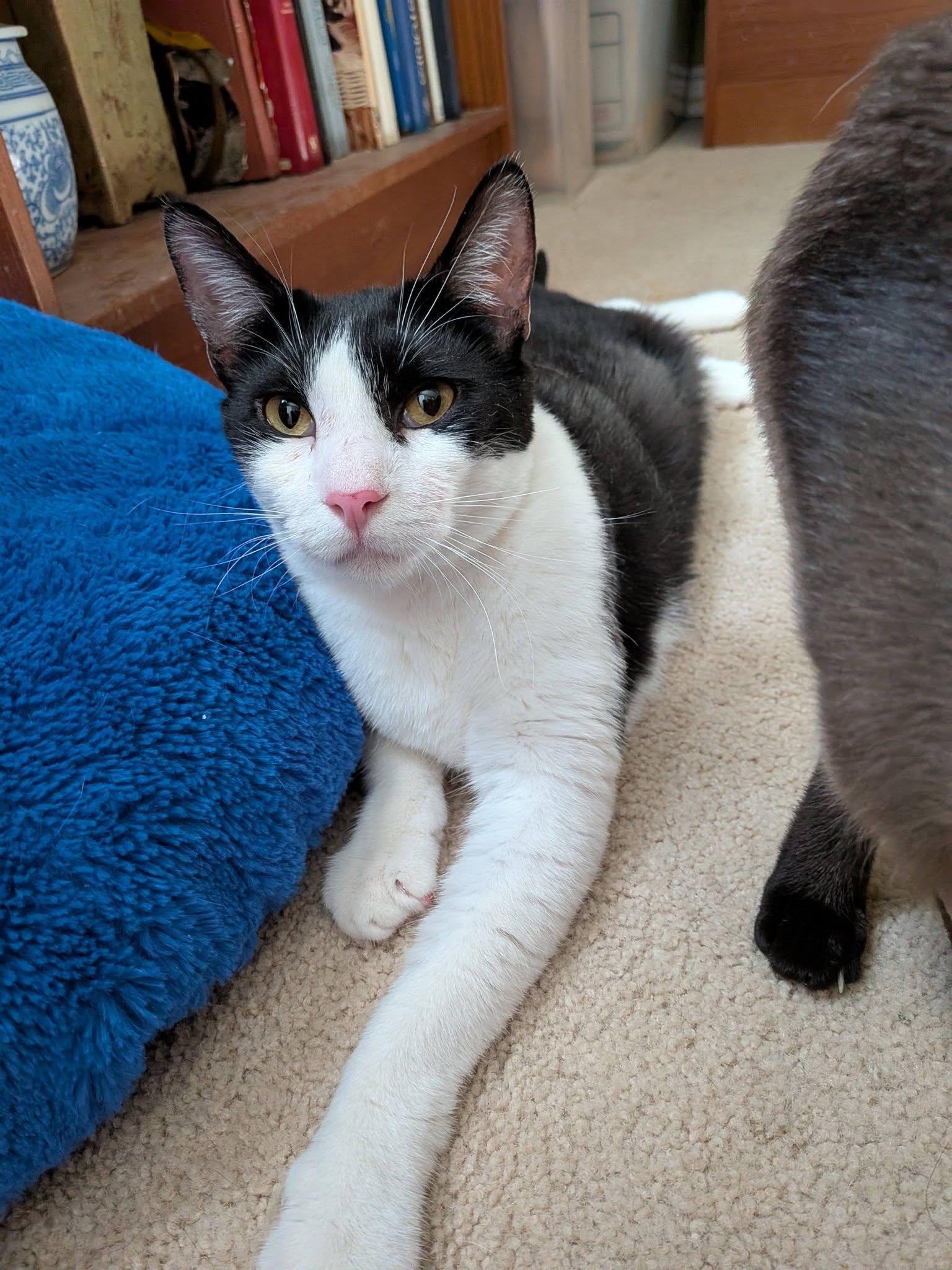 Edward (Bonded pair with Elizabeth), a ADOPTABLE Domestic Short Hair in Queen Creek, AZ image 2/5