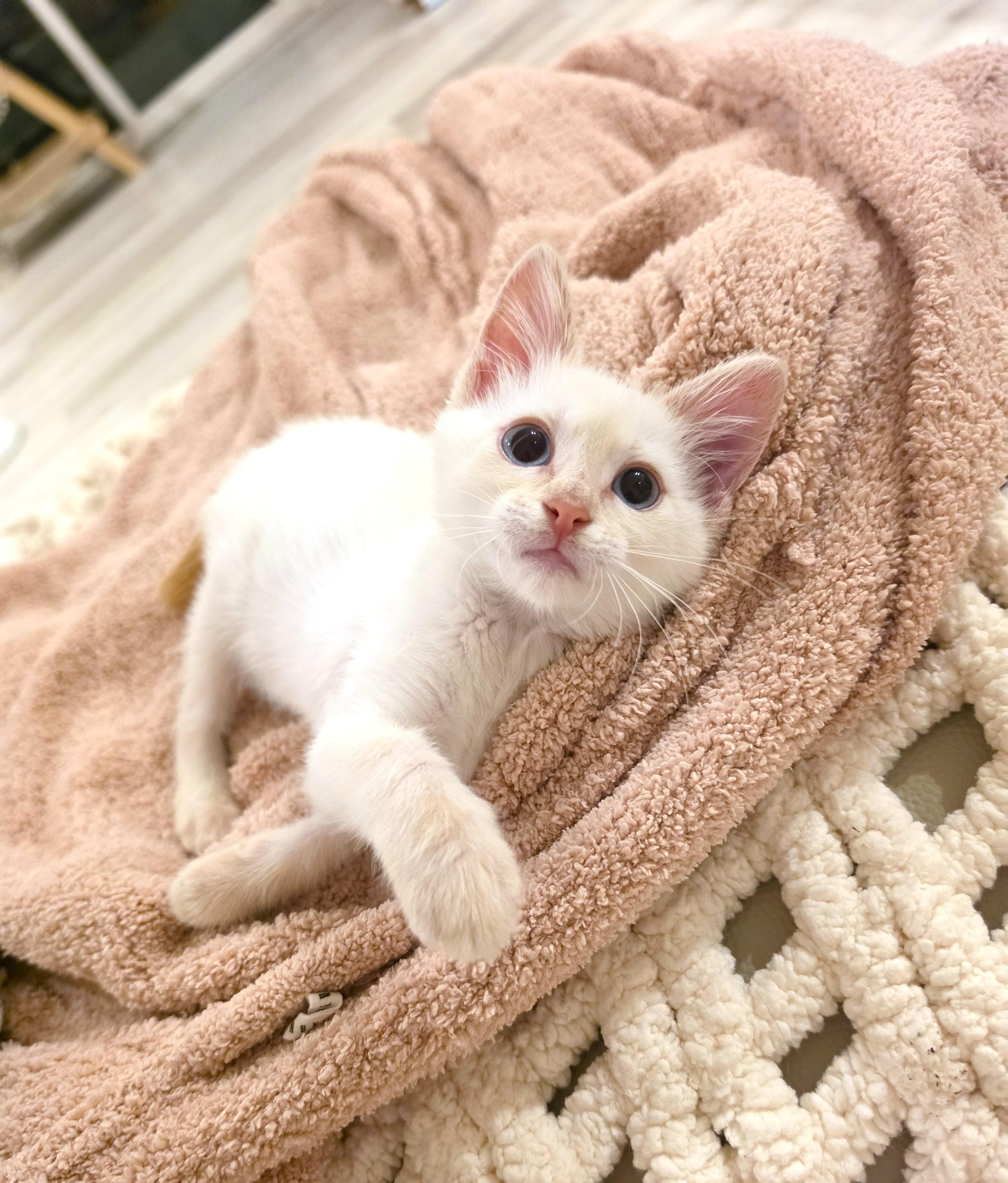 Enlarge Creme, an adopted Siamese in Yorba Linda, CA image 3/6