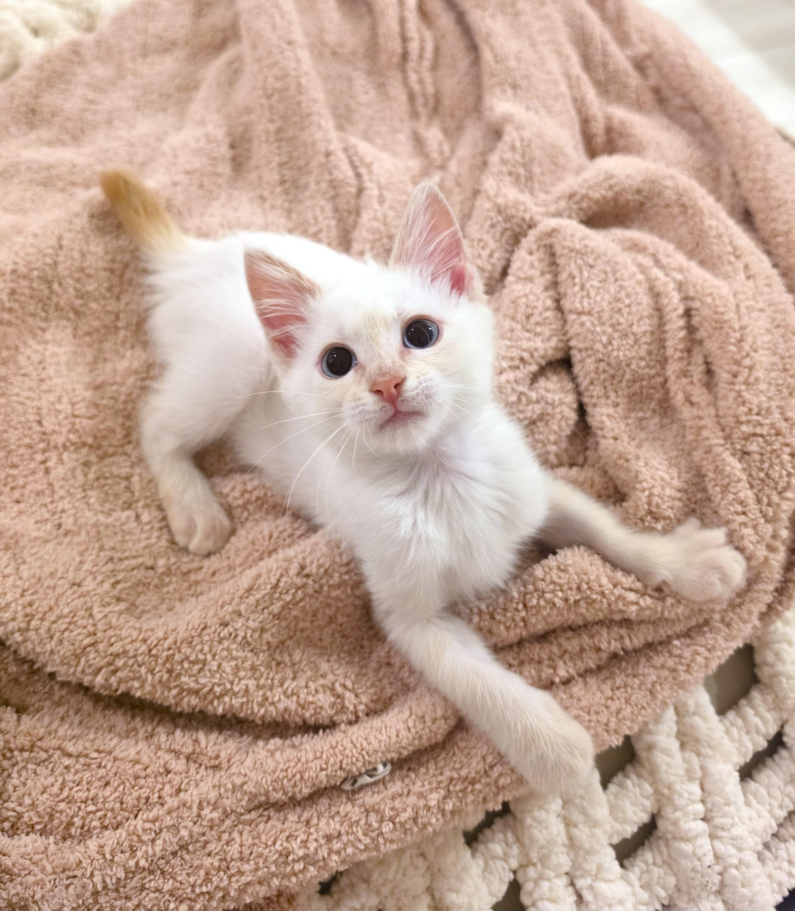 Enlarge Creme, an adopted Siamese in Yorba Linda, CA image 6/6