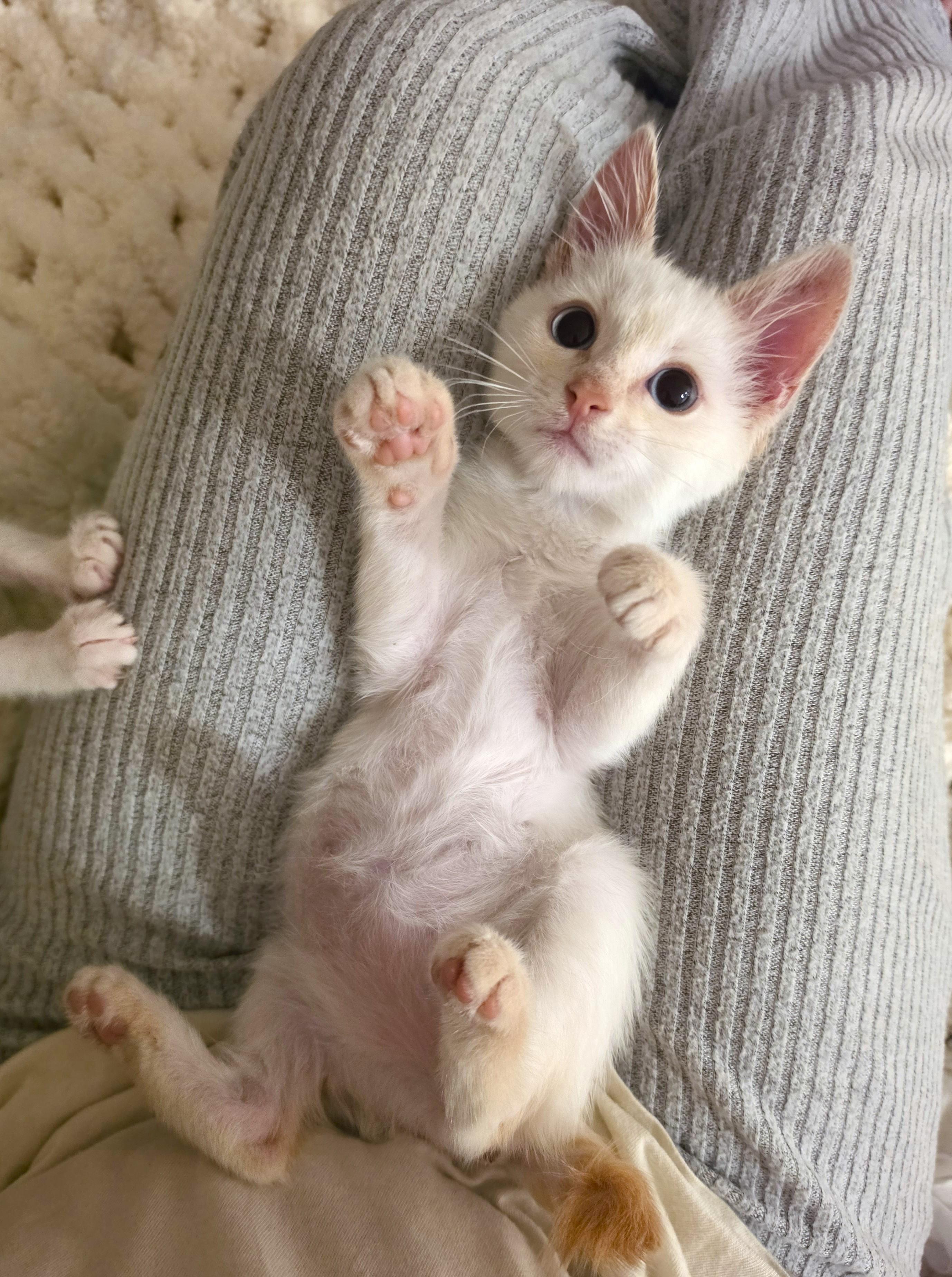 Creme, adopted, Kitten Female Siamese.