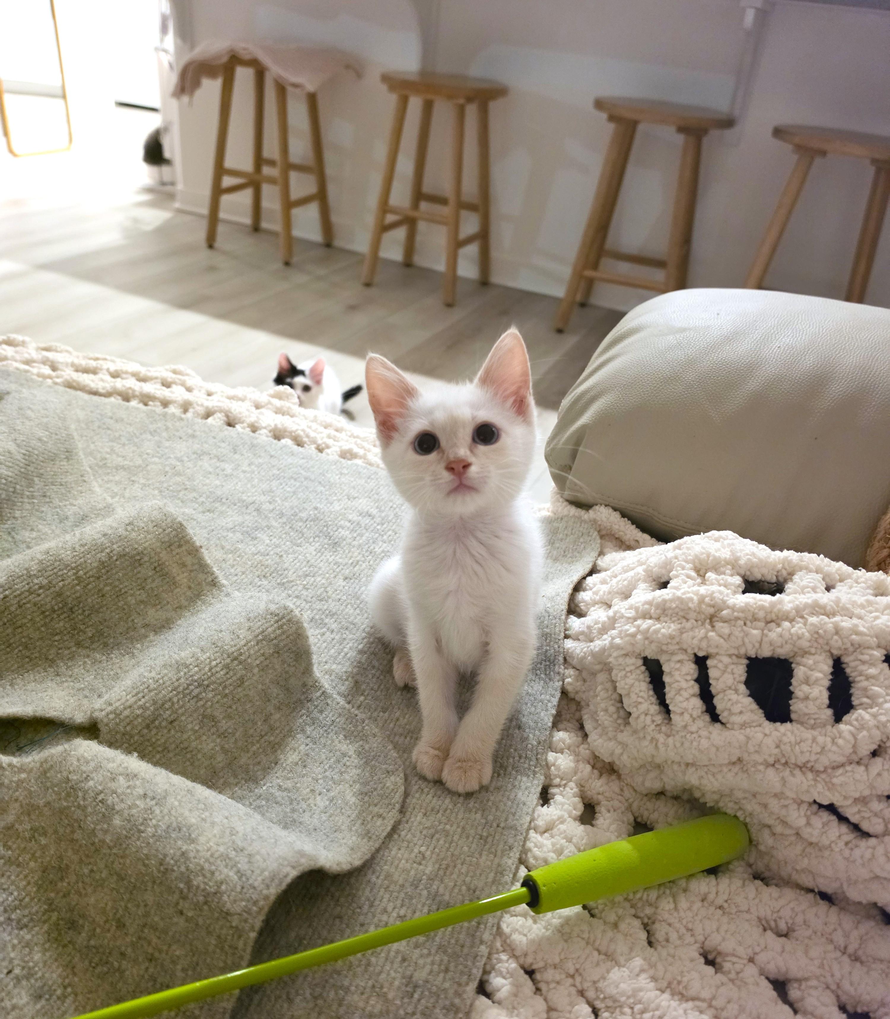 Enlarge Creme, an adopted Siamese in Yorba Linda, CA image 4/6