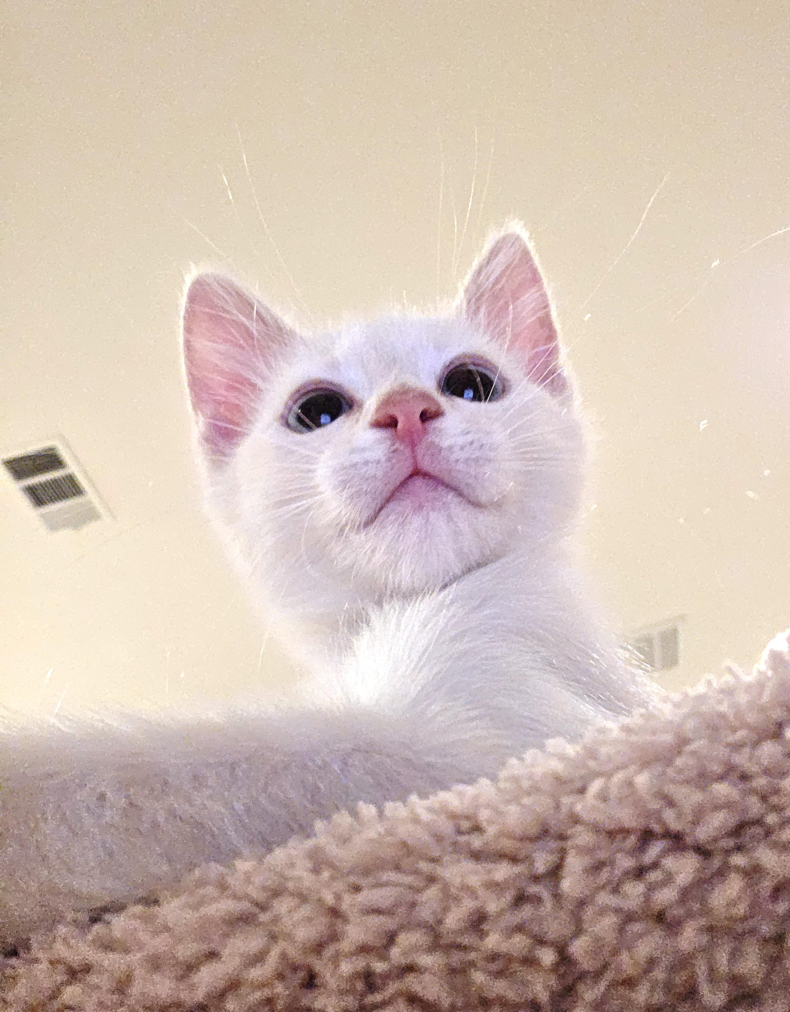 Enlarge Creme, an adopted Siamese in Yorba Linda, CA image 2/6