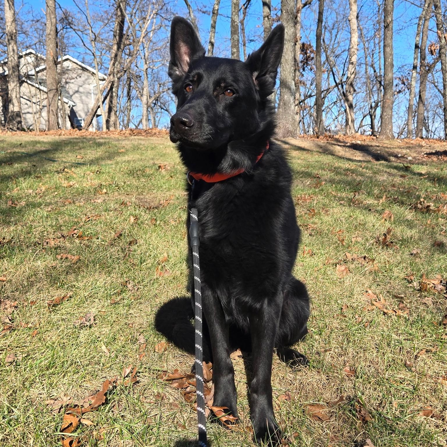 Enlarge Batman , an adopted German Shepherd Dog in Chesterfield, MO image 3/3