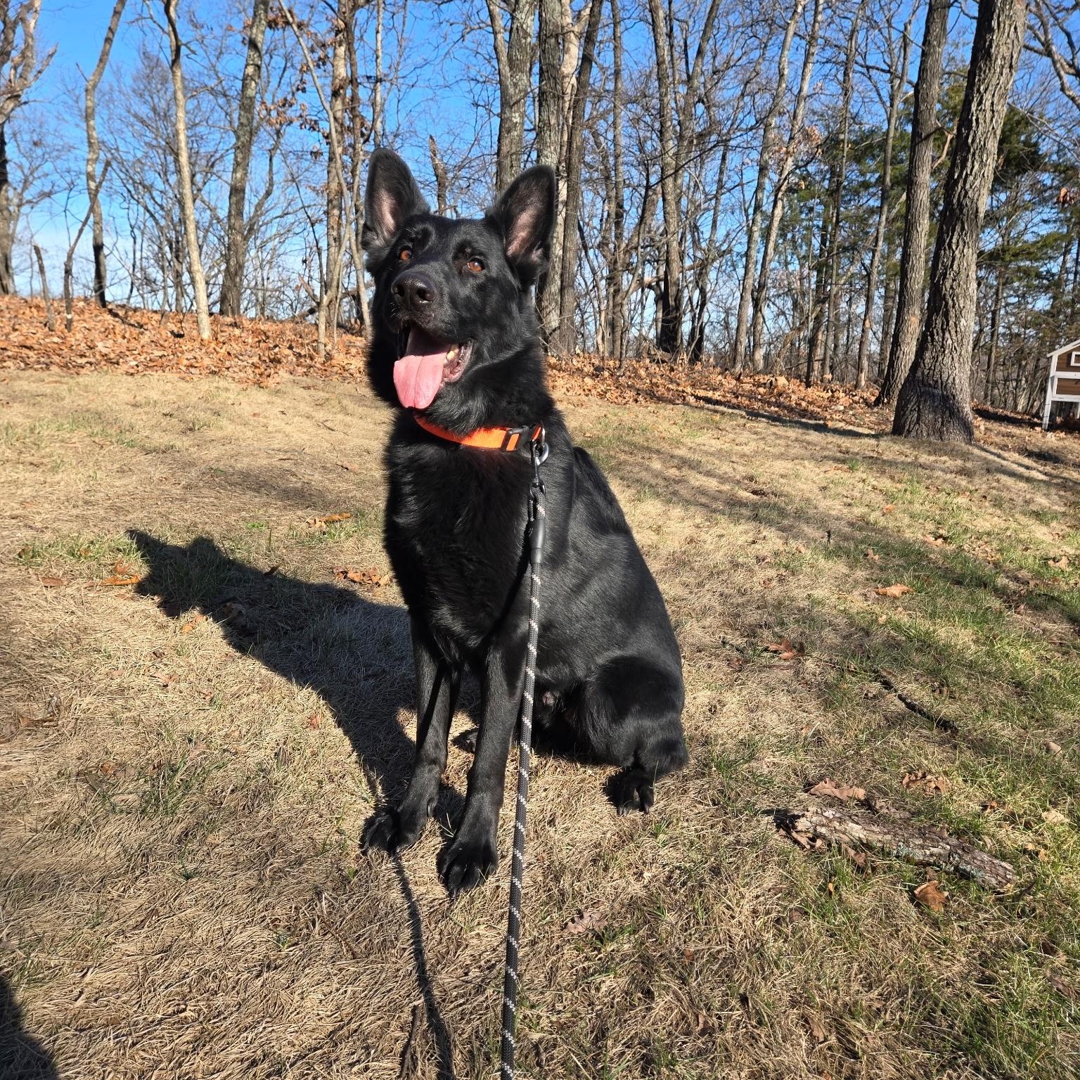 Enlarge Batman , an adopted German Shepherd Dog in Chesterfield, MO image 2/3