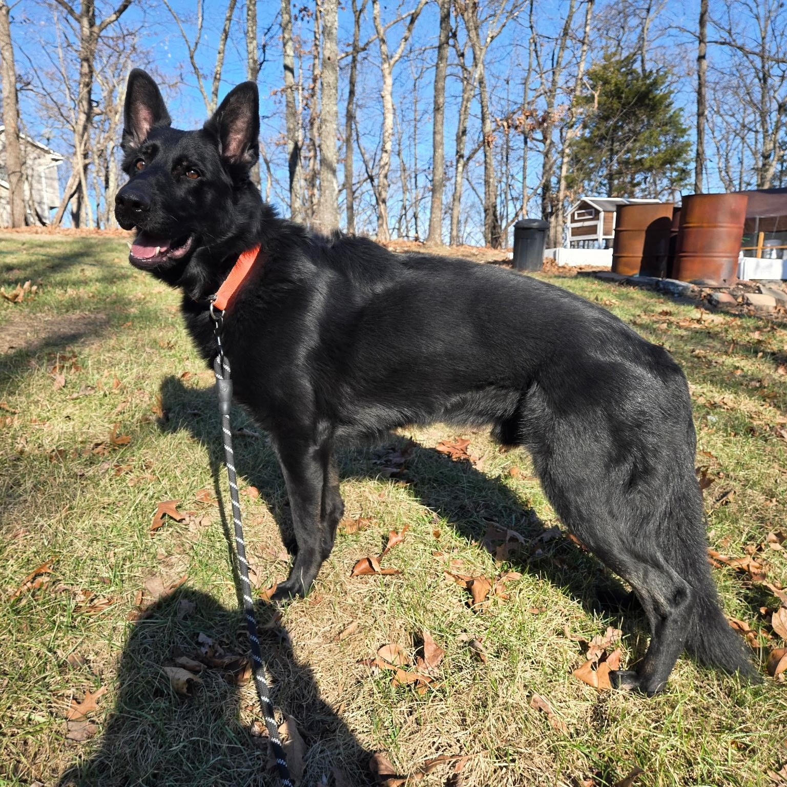 Batman , ADOPTABLE, Adult Male German Shepherd Dog.