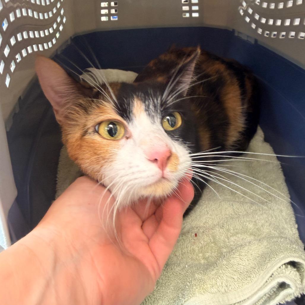 Raelynn, Adoptable, Young Female Domestic Short Hair.