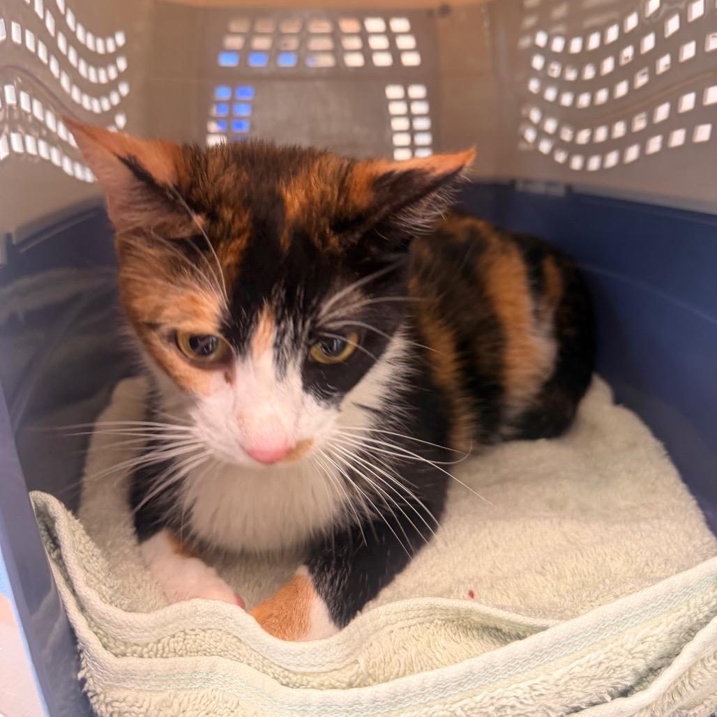 Raelynn, a Adoptable Domestic Short Hair in Sand Springs, OK image 2/2