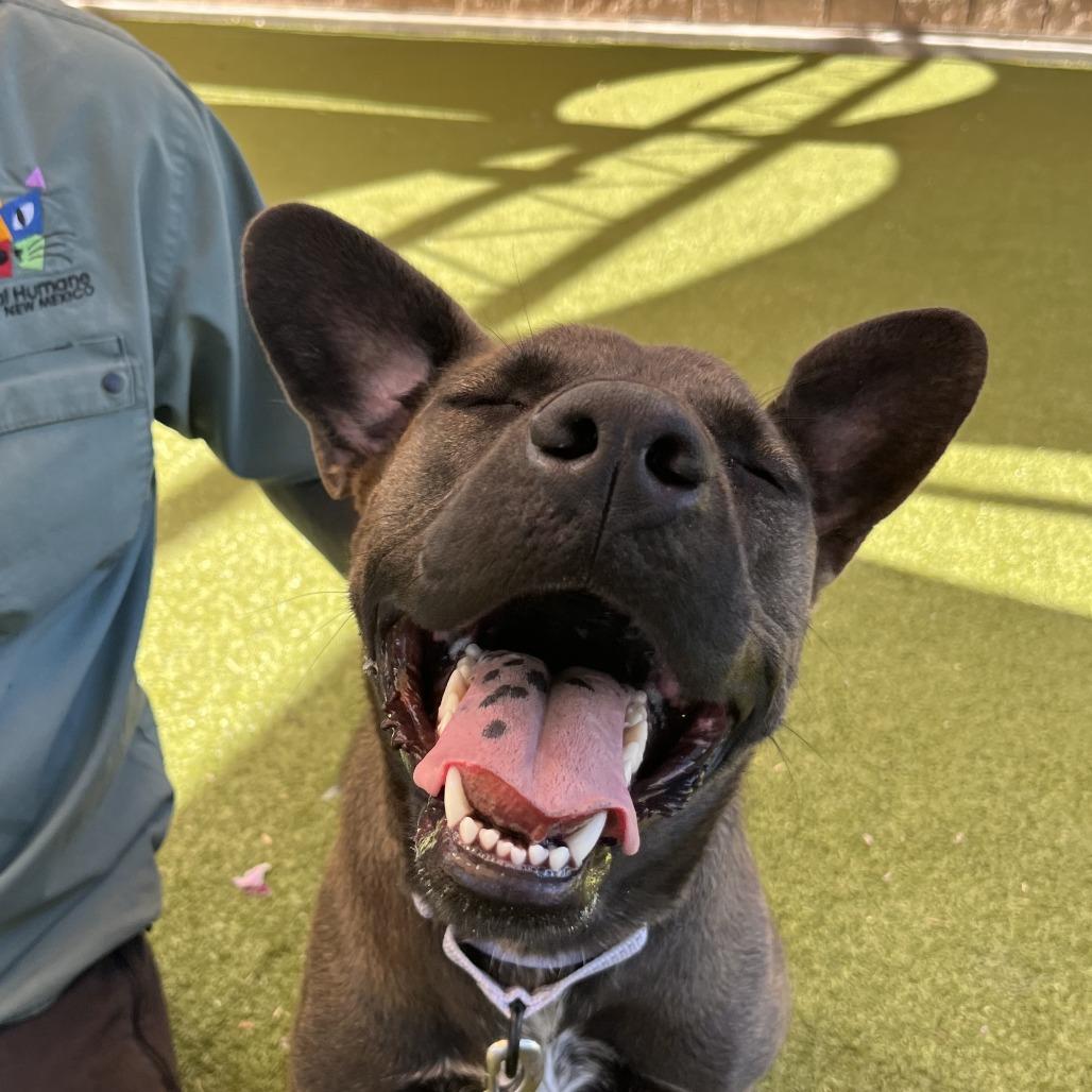 Izabelle, a Adoptable Cattle Dog in Albuquerque, NM image 1/6