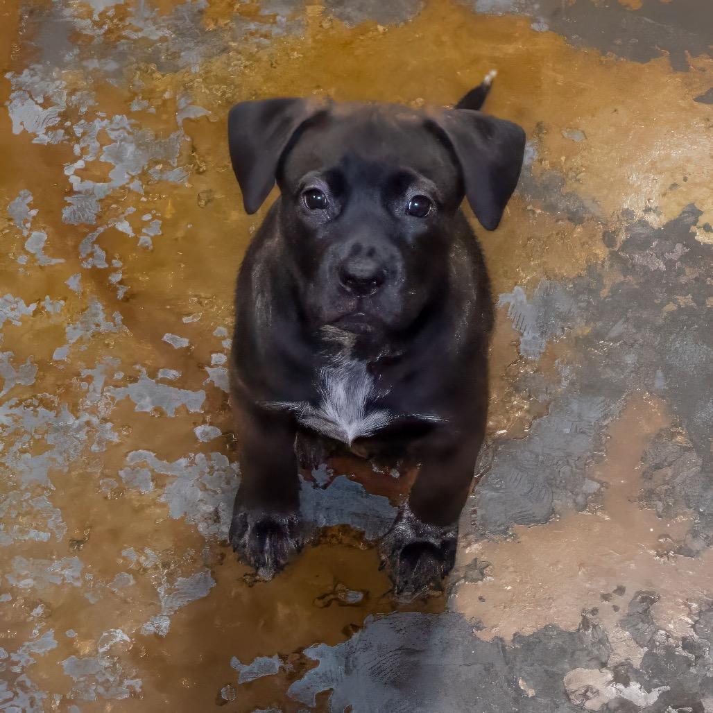 Izabelle, a Adoptable Cattle Dog in Albuquerque, NM image 2/6