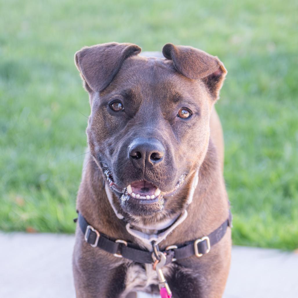 Izabelle, a Adoptable Cattle Dog in Albuquerque, NM image 3/6