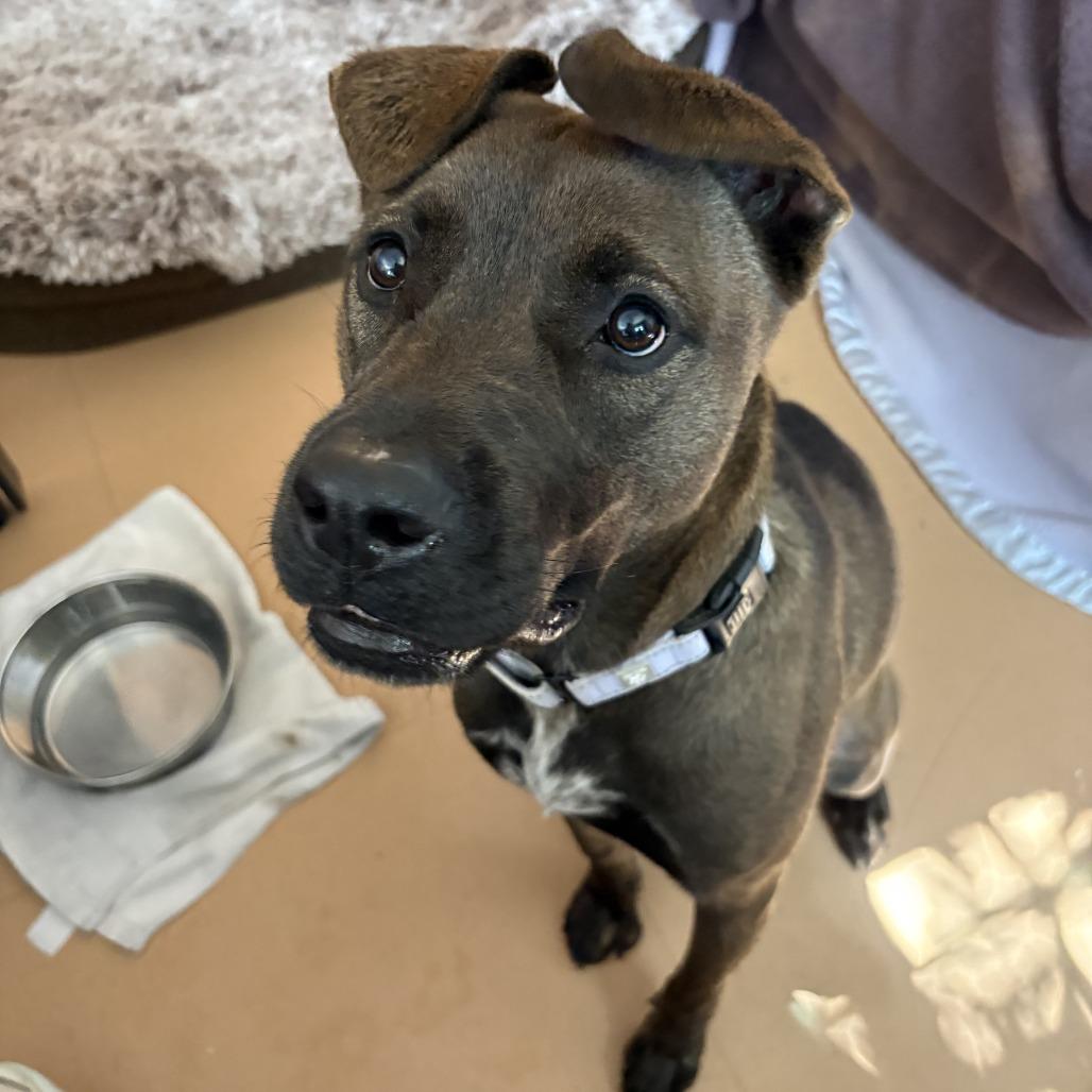 Izabelle, a Adoptable Cattle Dog in Albuquerque, NM image 5/6