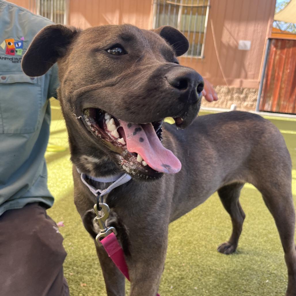 Izabelle, a Adoptable Cattle Dog in Albuquerque, NM image 6/6