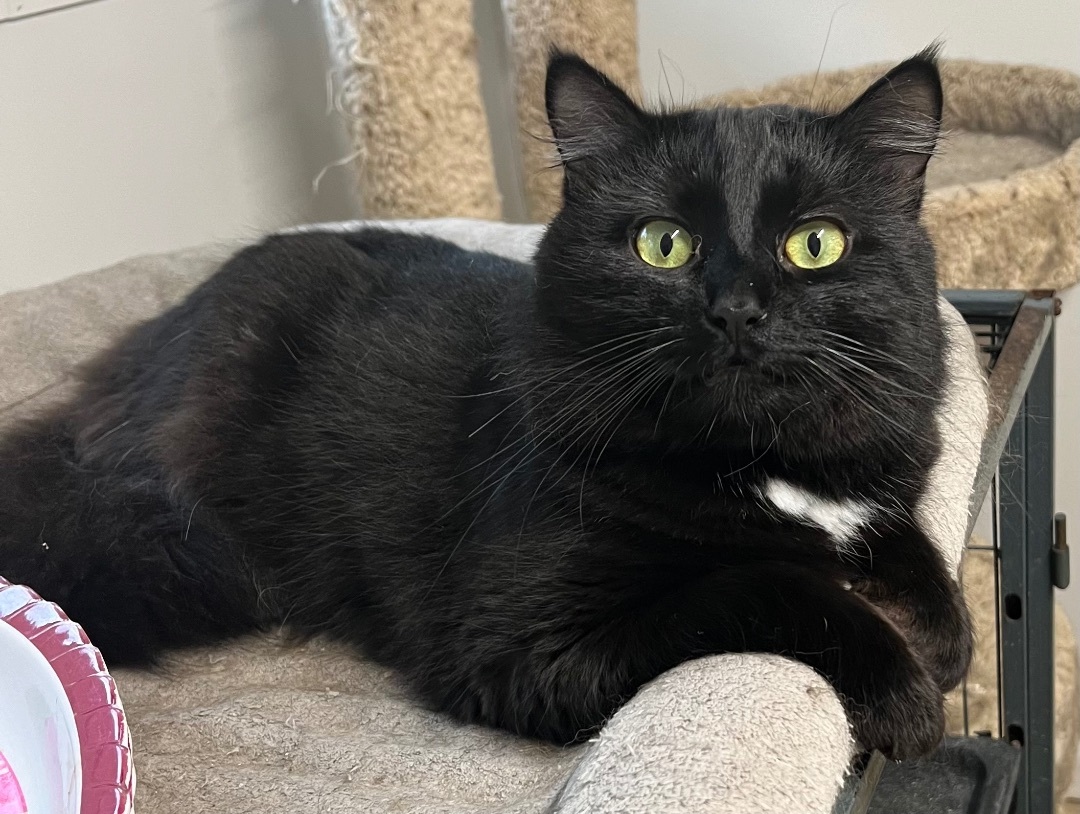 Bradbury, a Adoptable Domestic Long Hair in Knoxville, GA image 2/4