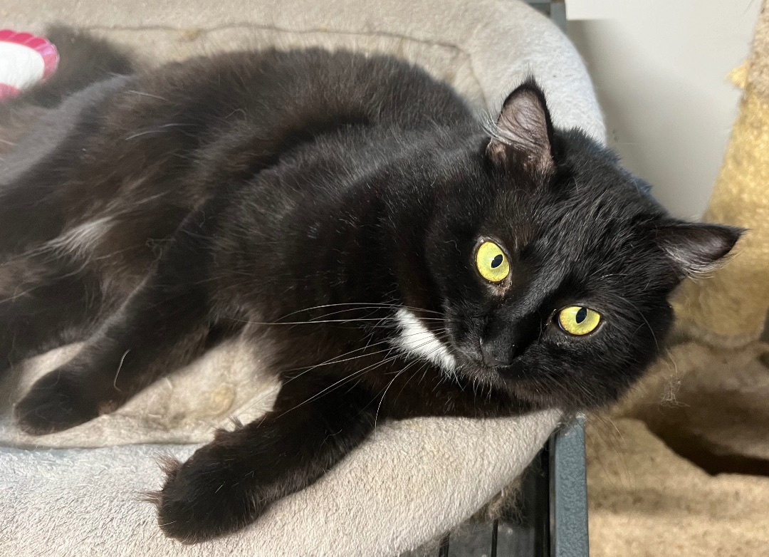 Bradbury, a Adoptable Domestic Long Hair in Knoxville, GA image 3/4