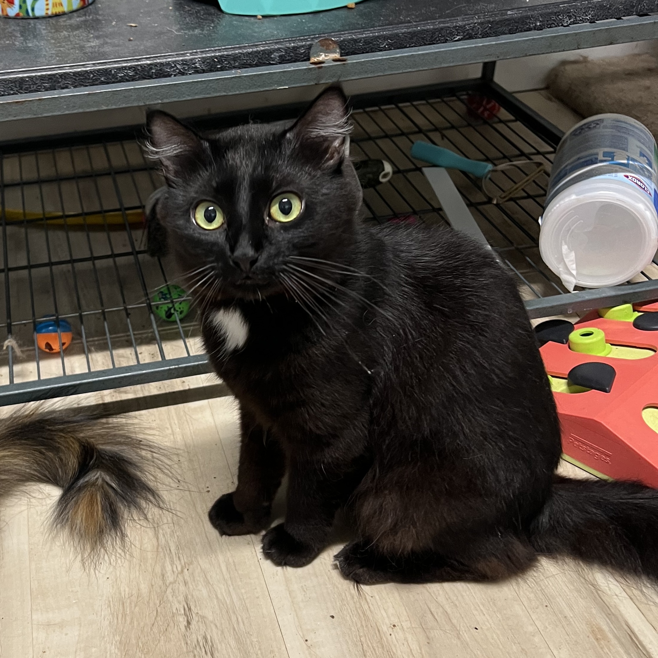 Bradbury, a Adoptable Domestic Long Hair in Knoxville, GA image 1/4