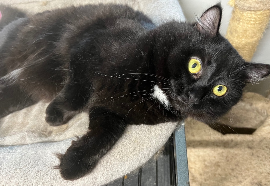 Bradbury, a Adoptable Domestic Long Hair in Knoxville, GA image 4/4