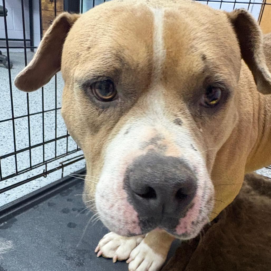 Henry 28563, Adoptable, Adult Male Mixed Breed.