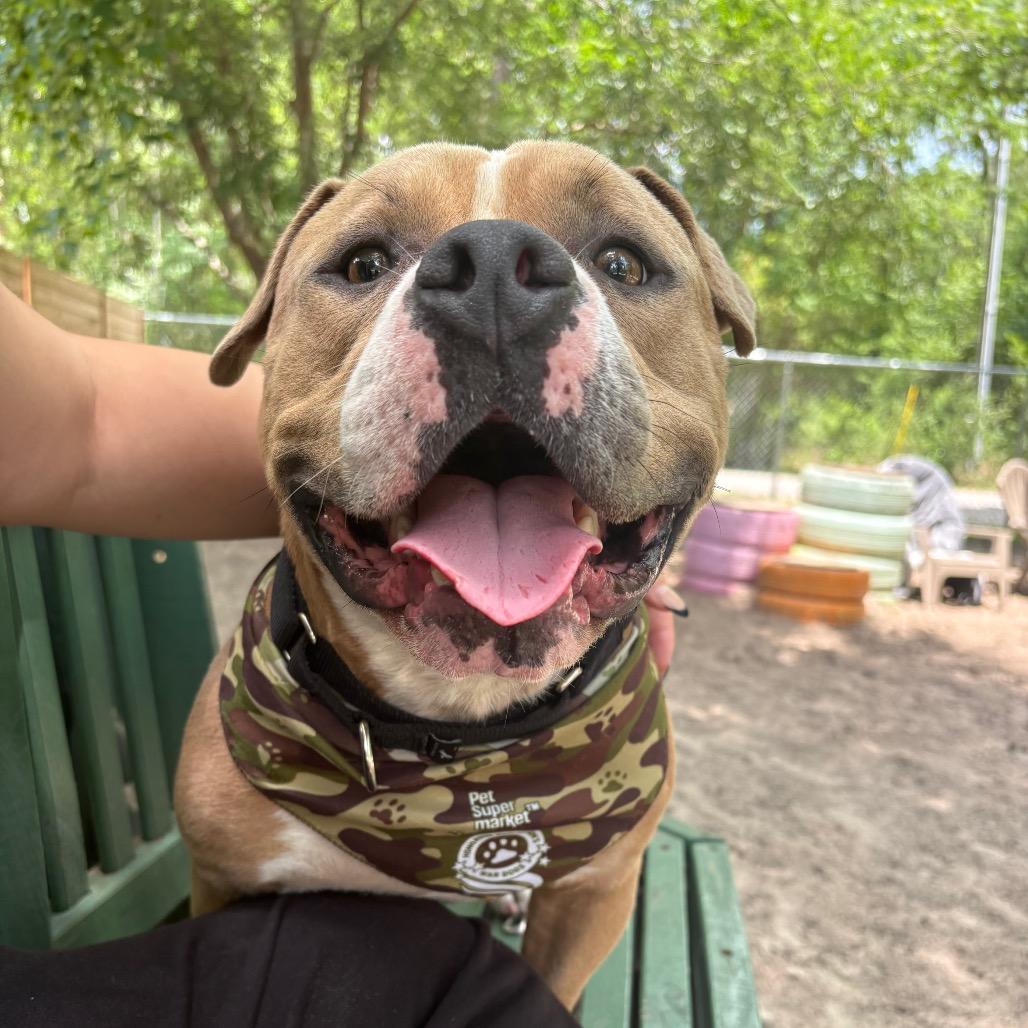 Enlarge Henry 28563, a Adoptable Mixed Breed in Middleburg, FL image 2/6