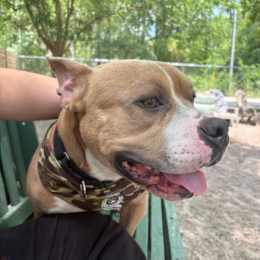 Enlarge Henry 28563, a Adoptable Mixed Breed in Middleburg, FL image 3/6
