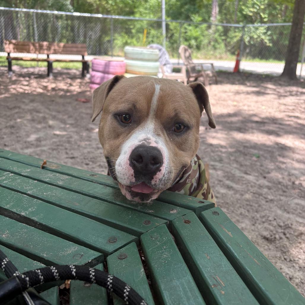 Enlarge Henry 28563, a Adoptable Mixed Breed in Middleburg, FL image 4/6