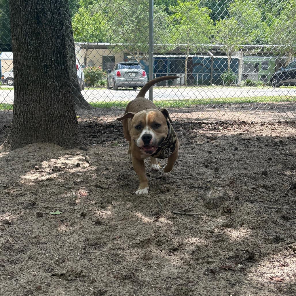 Enlarge Henry 28563, a Adoptable Mixed Breed in Middleburg, FL image 5/6