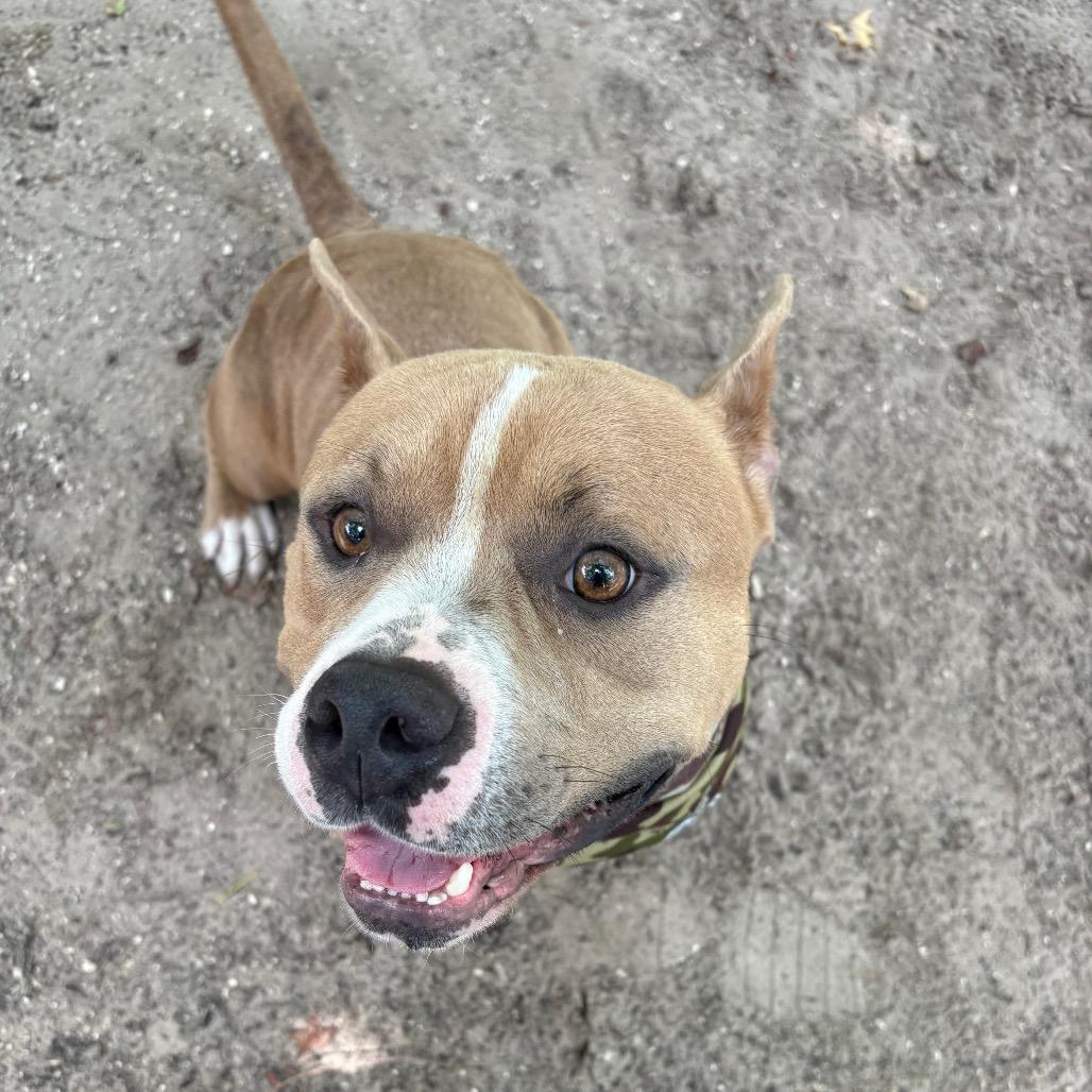 Enlarge Henry 28563, a Adoptable Mixed Breed in Middleburg, FL image 6/6