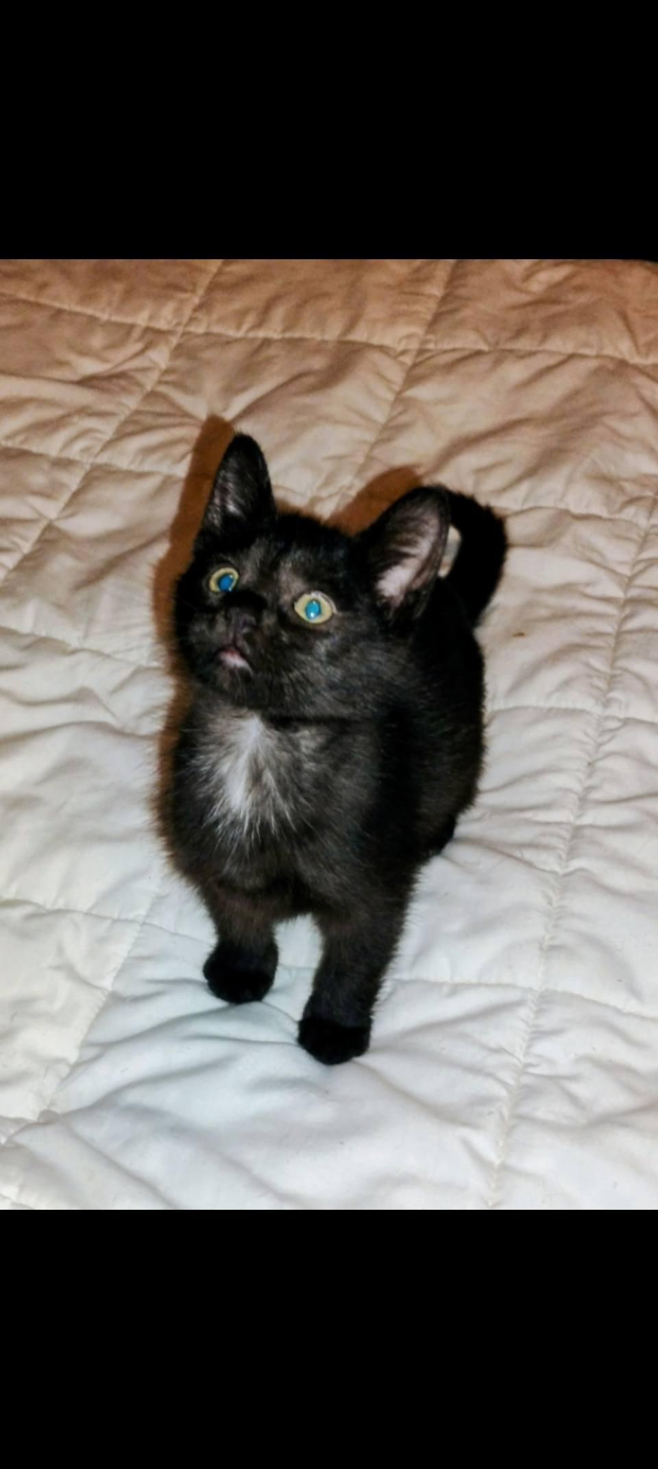 Grimm, Adopted, Young Female Domestic Medium Hair.