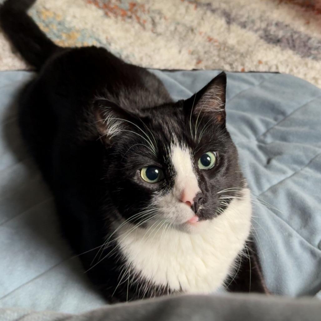Enlarge Wyatt, a Adoptable Domestic Short Hair in Washington, DC image 1/6