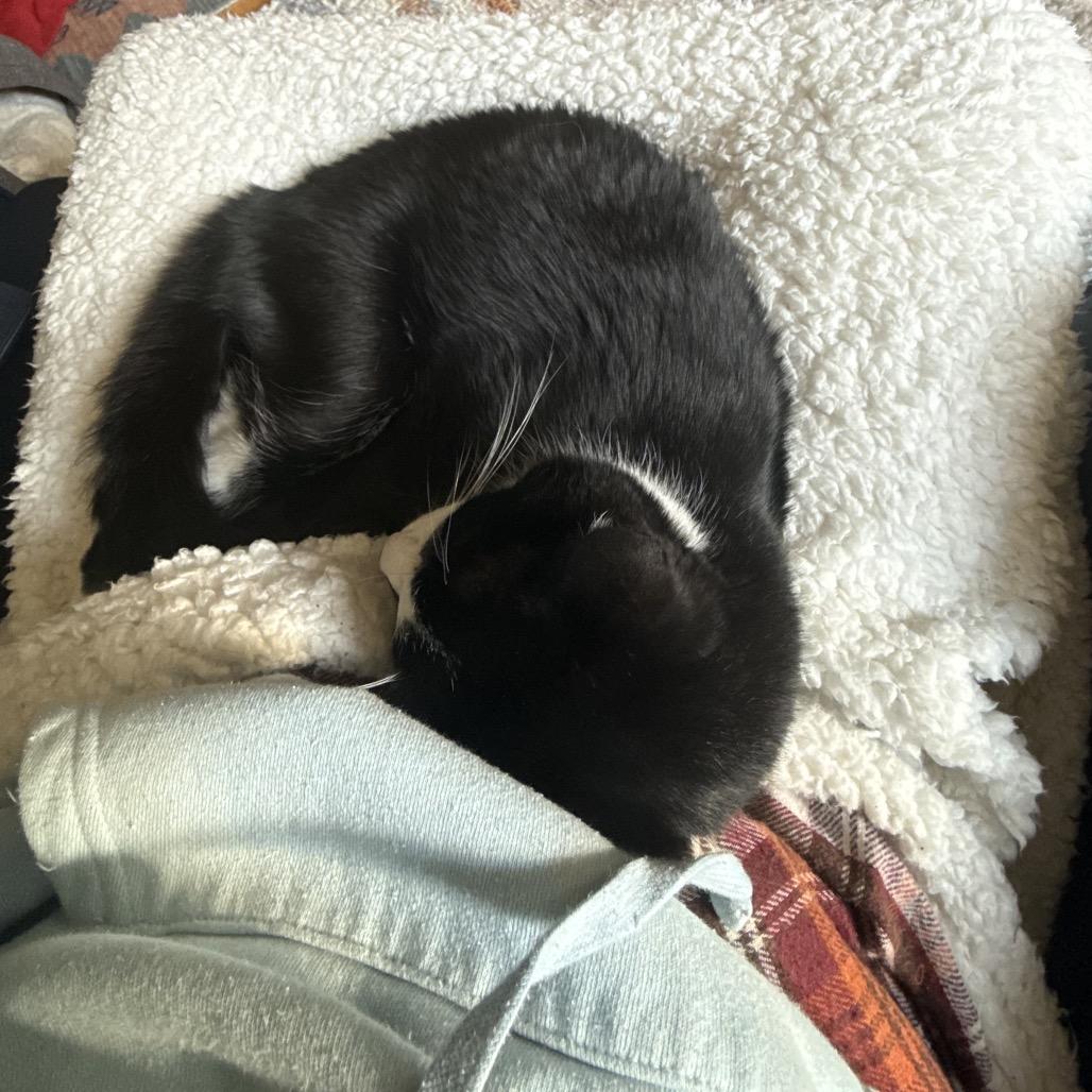 Enlarge Wyatt, a Adoptable Domestic Short Hair in Washington, DC image 2/6