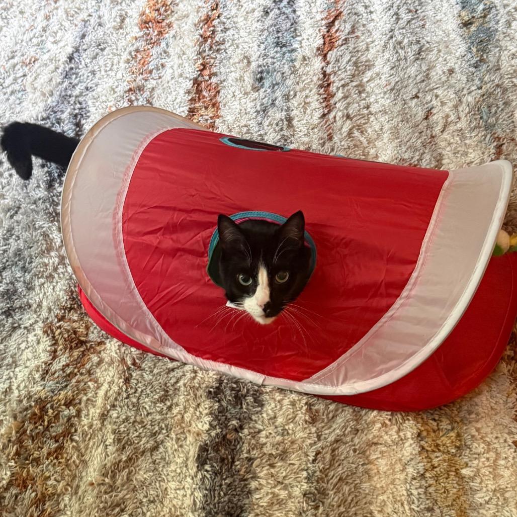 Enlarge Wyatt, a Adoptable Domestic Short Hair in Washington, DC image 3/6