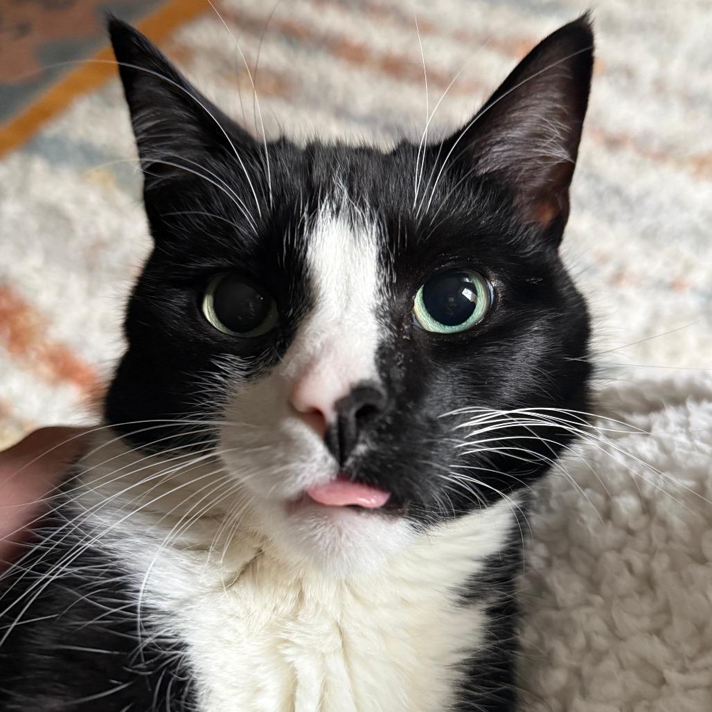 Enlarge Wyatt, a Adoptable Domestic Short Hair in Washington, DC image 4/6