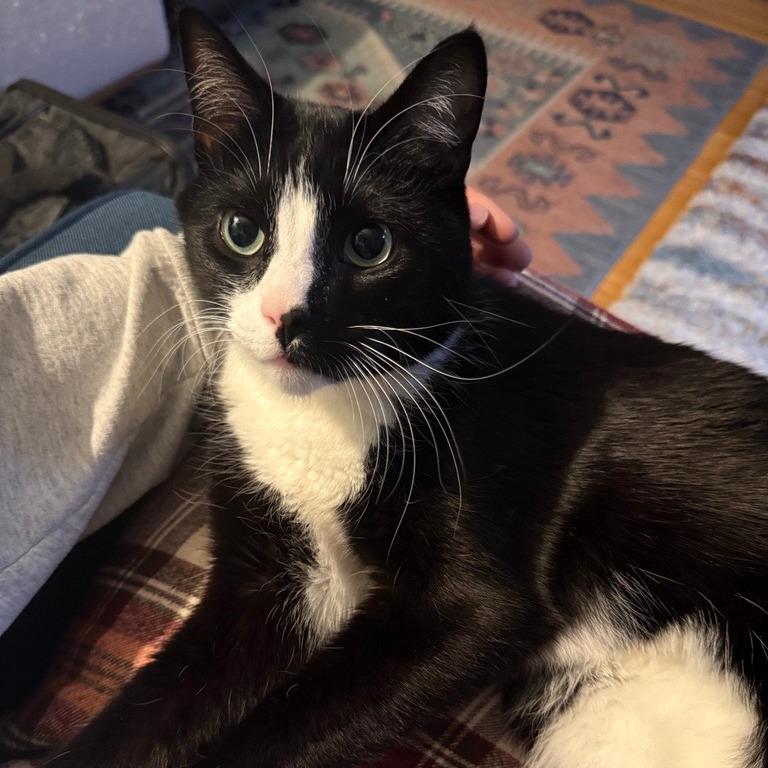 Enlarge Wyatt, a Adoptable Domestic Short Hair in Washington, DC image 5/6