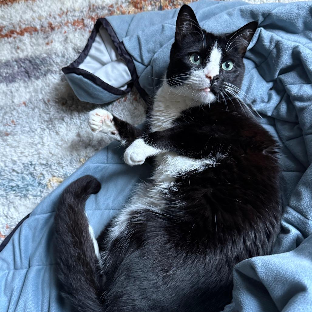 Enlarge Wyatt, a Adoptable Domestic Short Hair in Washington, DC image 6/6