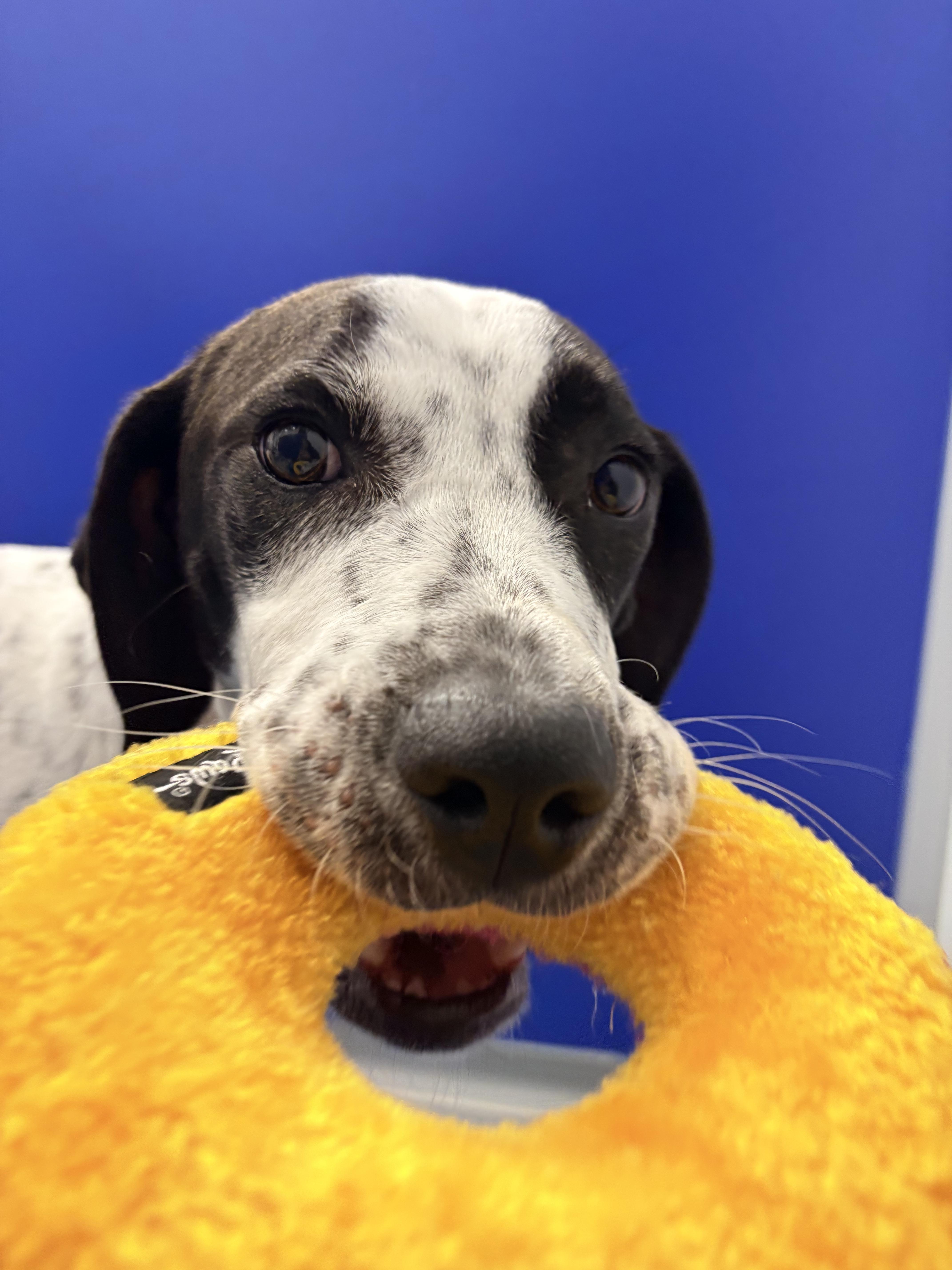 Millie, Adoptable, Young Female English Pointer.