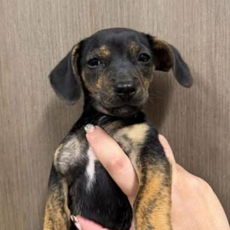 Enlarge Flora, an adopted Chiweenie in Lexington, KY image 3/3