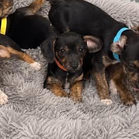 Enlarge Flora, an adopted Chiweenie in Lexington, KY image 2/3