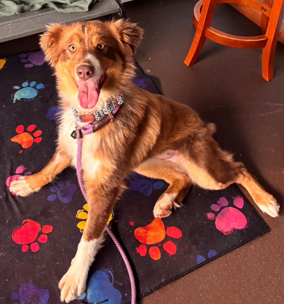 Enlarge Snickers, a Adoptable mixed breed in Port Jervis, NY image 2/3