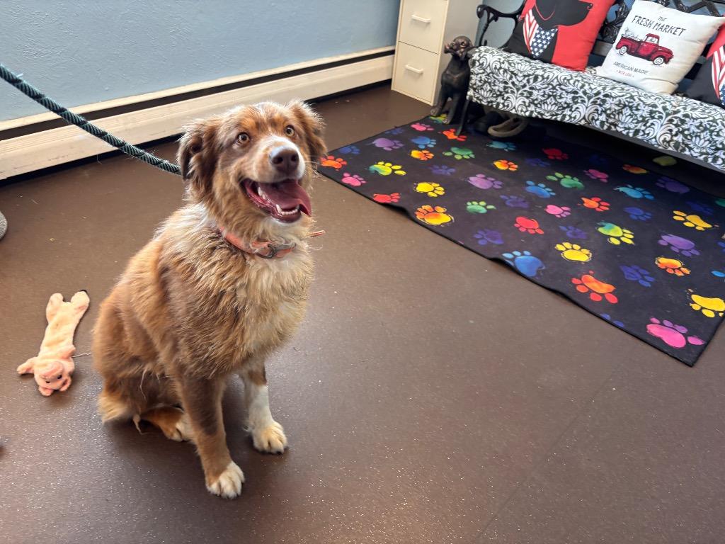 Enlarge Snickers, a Adoptable mixed breed in Port Jervis, NY image 3/3