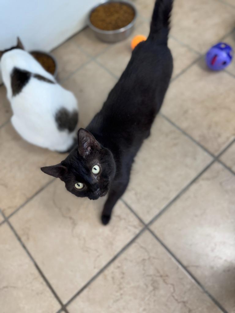 Tilt, Adoptable, Adult Male Domestic Short Hair.