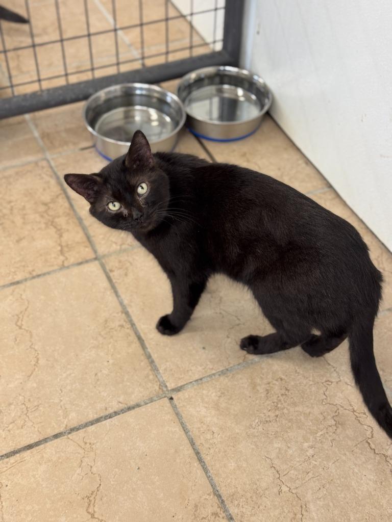 Tilt, Adoptable, Adult Male Domestic Short Hair.