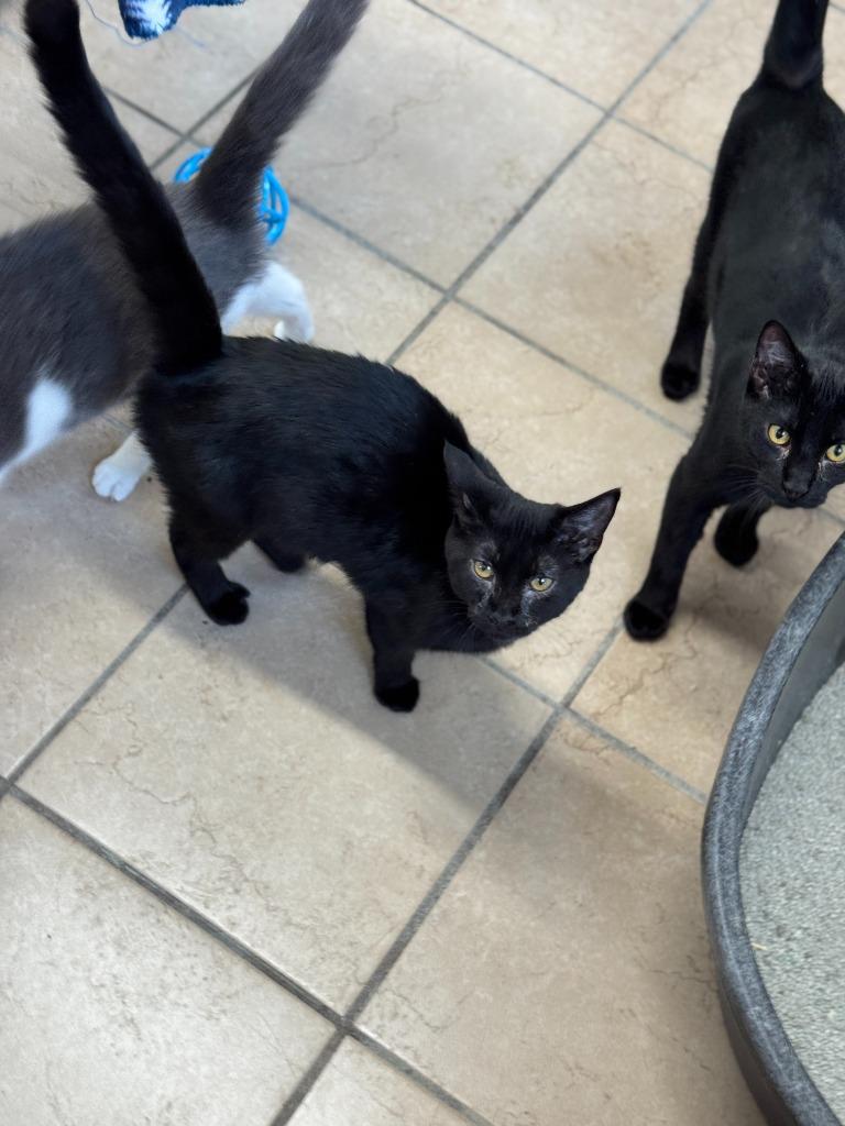 Enlarge Tilt, a Adoptable mixed breed in Hastings, NE image 2/3